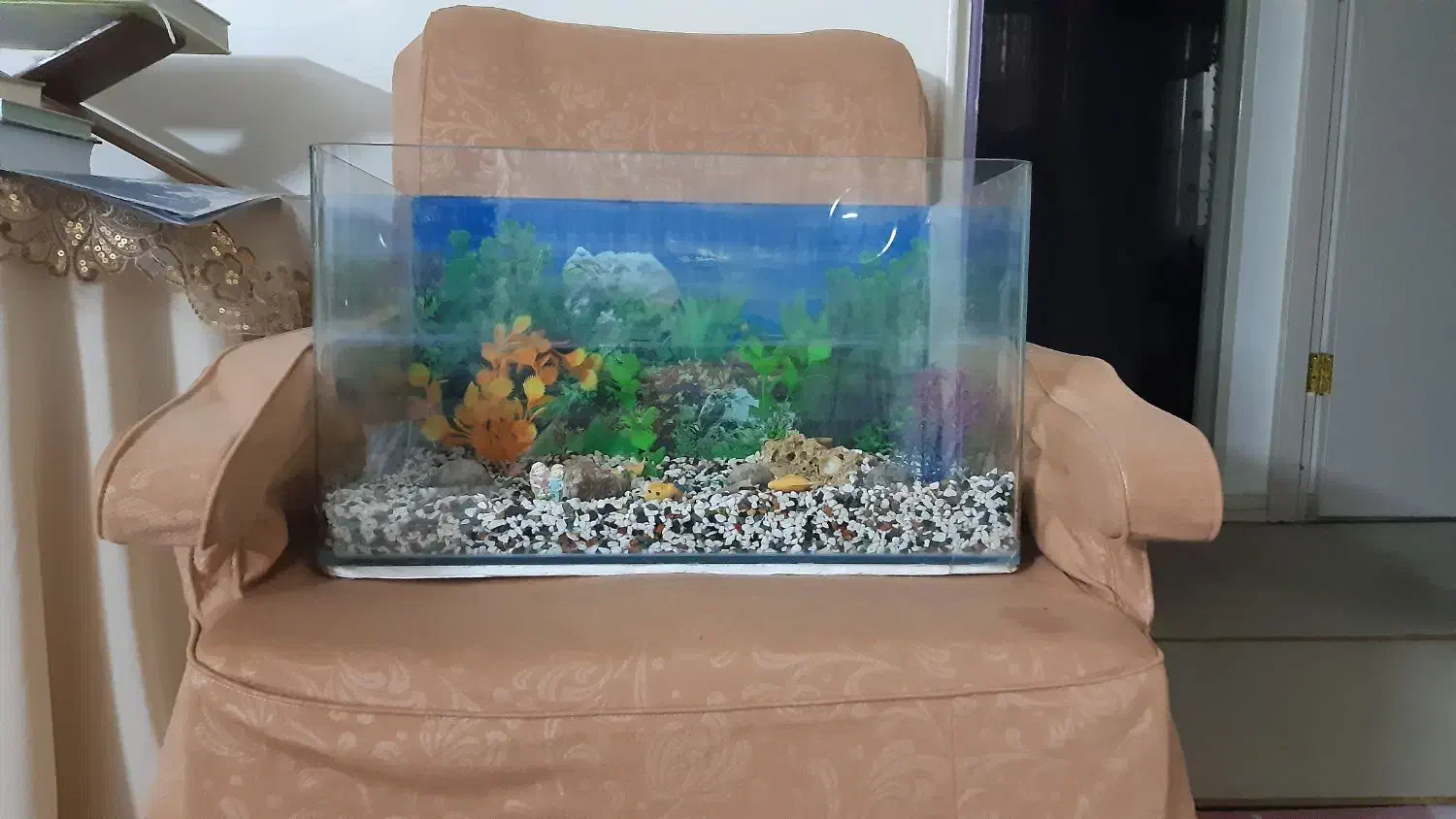 آکواریوم شیشه خم|ماهی|پرند, فاز ۲|دیوار