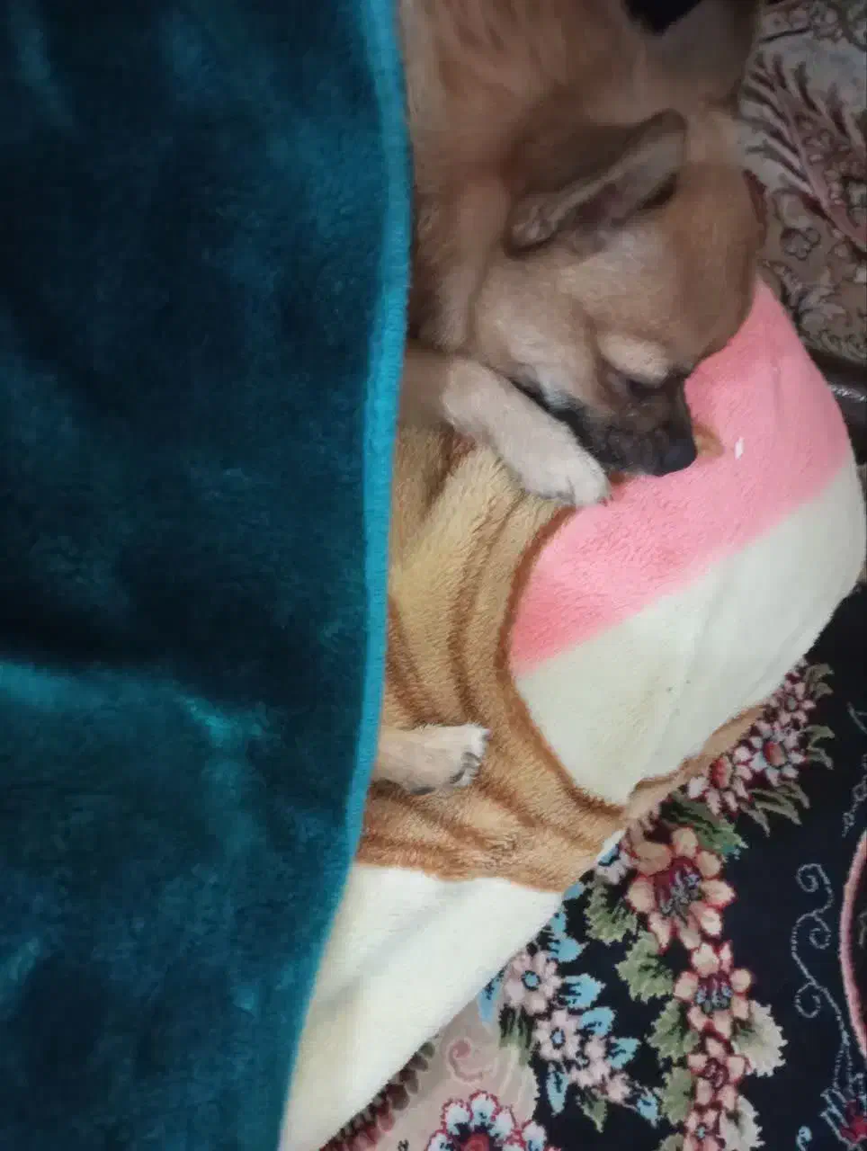 سگ شی واوا عروسکی نر|سگ|خرمآباد, |دیوار