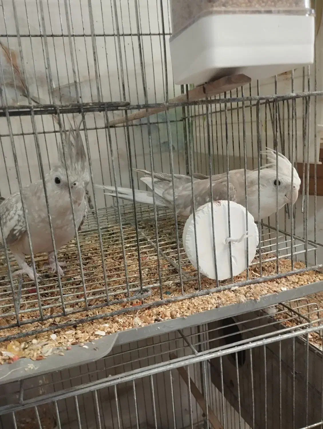 عروس هلندی مولد باجوجه|پرنده|ری, علایین|دیوار