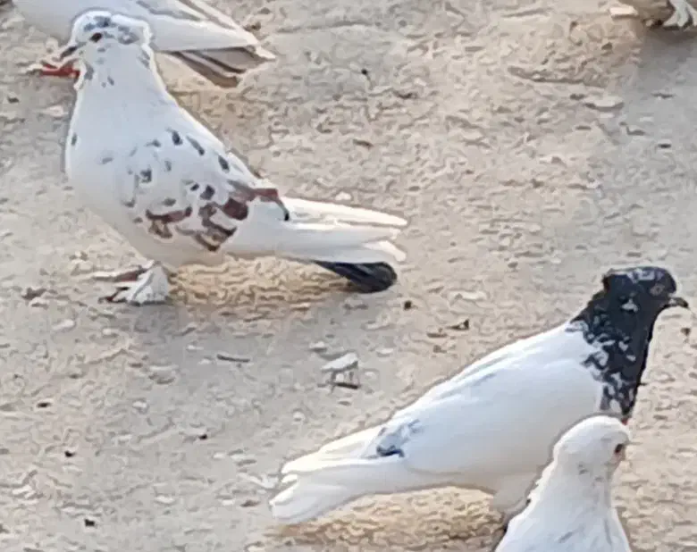 کبوتر کاشان|پرنده|اسکو, |دیوار