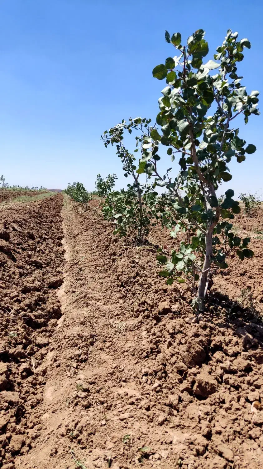 یک هکتار باغ پسته آماده پیوند|فروش دفتر صنعتی، کشاورزی، تجاری|تهران, شهرک گلها (تهرانسر)|دیوار