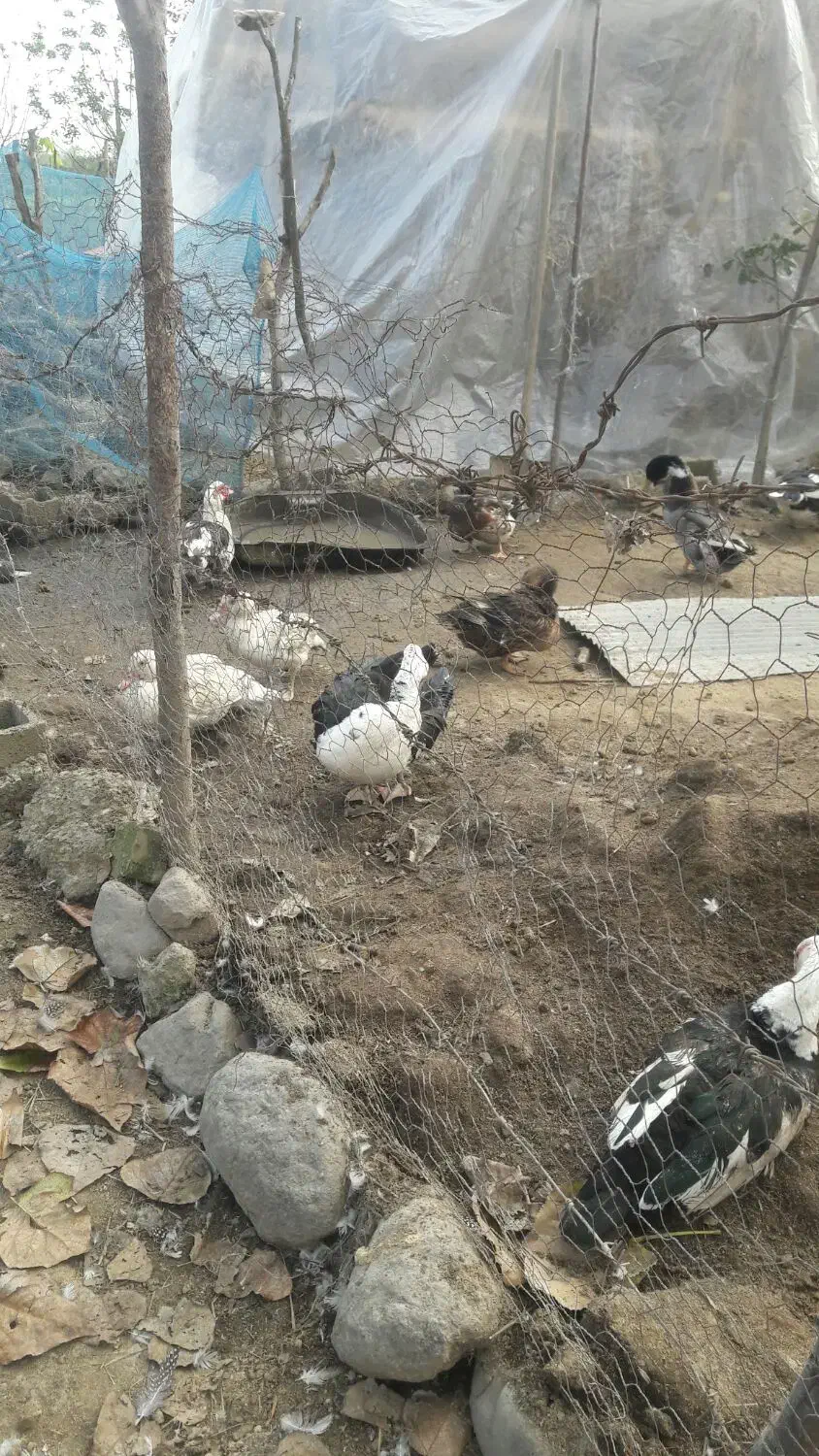 بوقلمون آوردک اسراعیلی|حیوانات مزرعه|تالش, جوکندان|دیوار