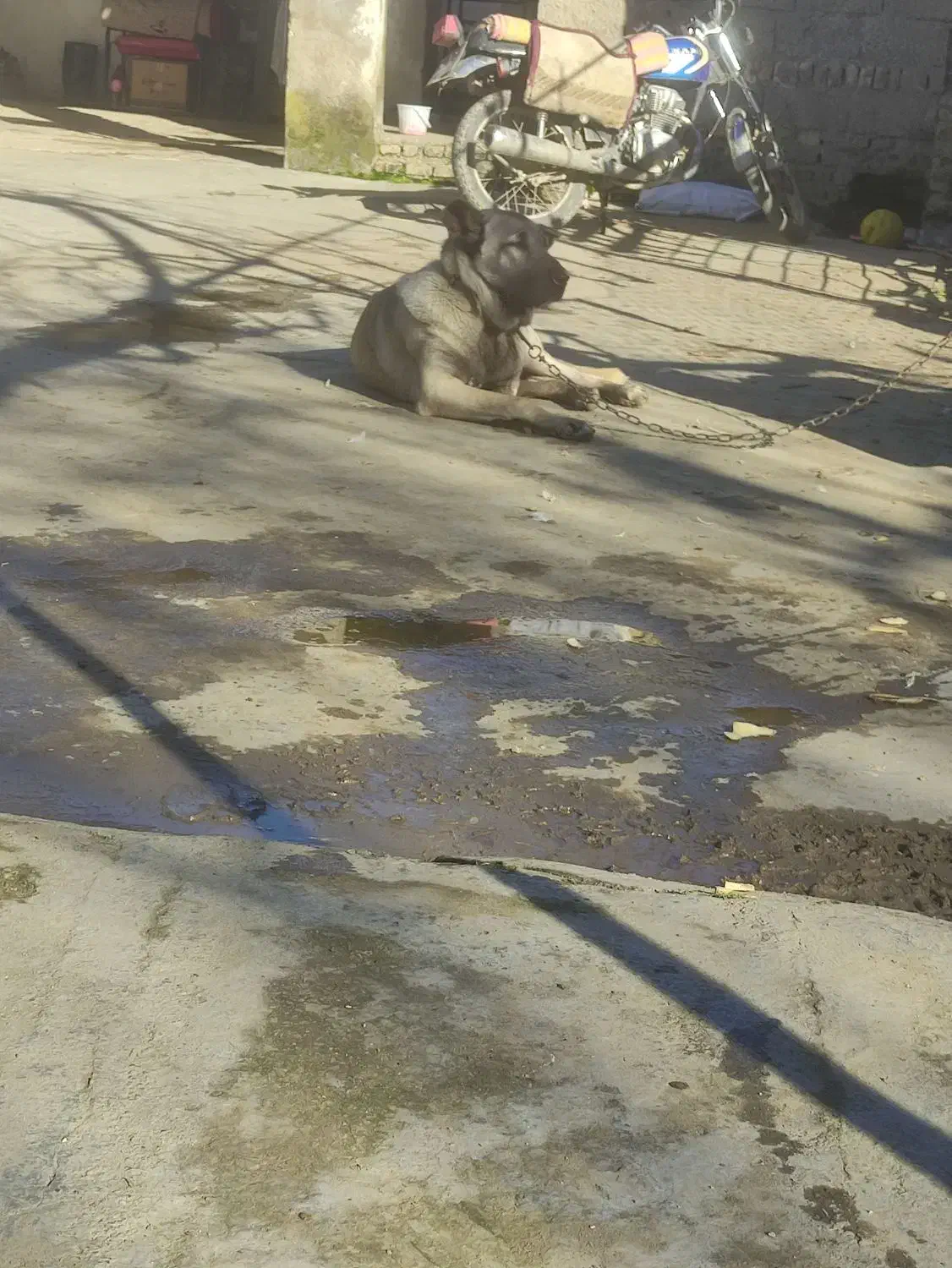 توله 7ماهه|سگ|تاتار علیا, |دیوار