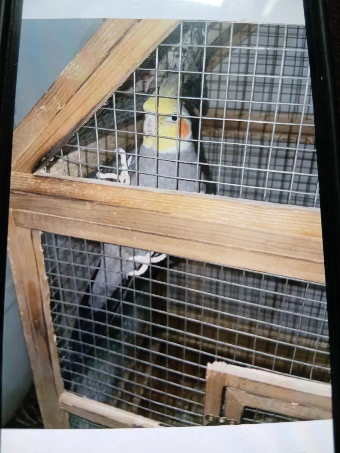 عروس هلندی|پرنده|مینودشت, |دیوار