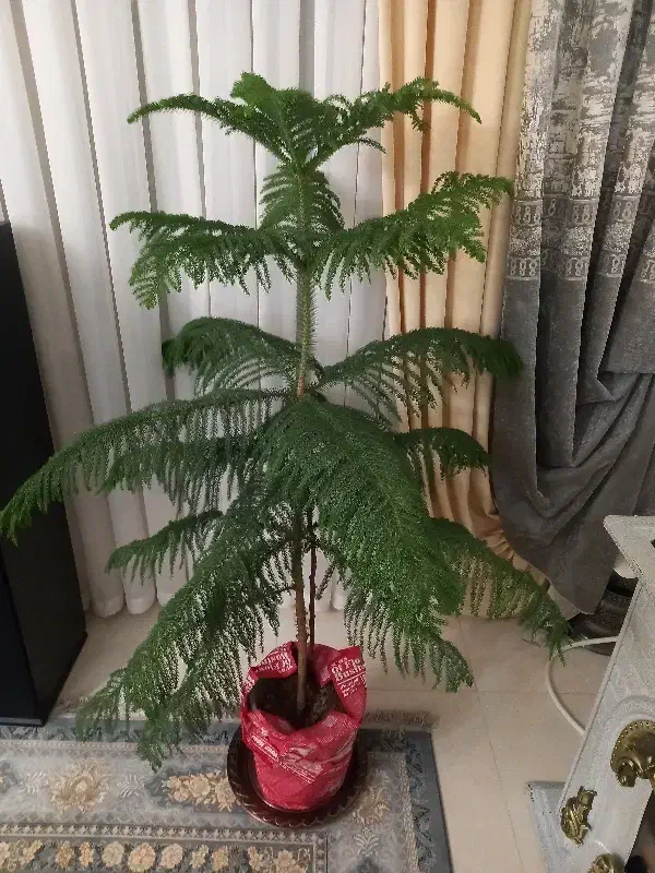 گل کاج مطبق|گل و گیاه طبیعی|مرند, |دیوار