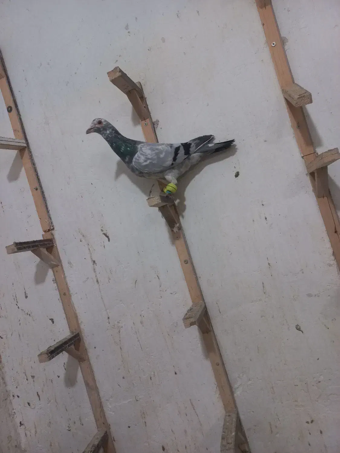 کبوتر|پرنده|مشهد, کارمندان دوم|دیوار