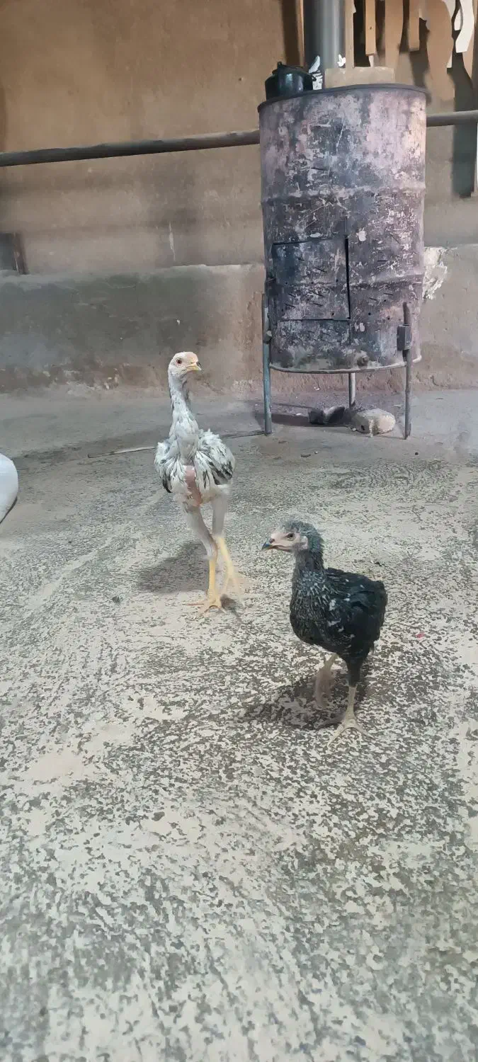 خروس لاری|حیوانات مزرعه|فرمهین, |دیوار