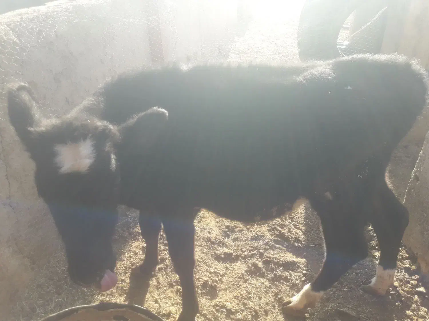 گوساله ماده نژاد جرسی|حیوانات مزرعه|مرودشت, ثبت احوال|دیوار