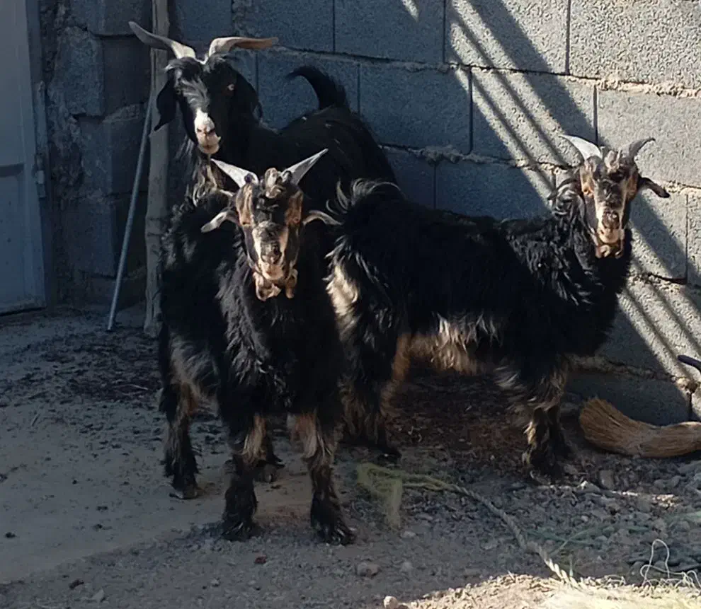 بز گله داری|حیوانات مزرعه|پیر بکران, |دیوار