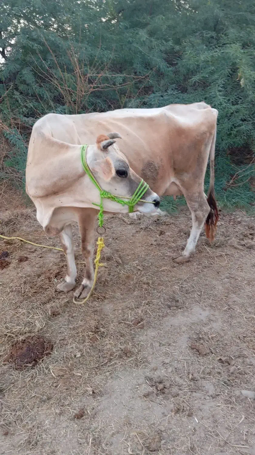 گاو شیری|حیوانات مزرعه|میناب, |دیوار