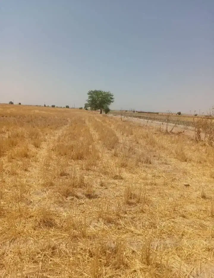 اجاره زمین کشاورزی۵۷هکتاربازدیدرامشیر|اجارهٔ دفتر صنعتی، کشاورزی، تجاری|اهواز, کوی شاهد|دیوار