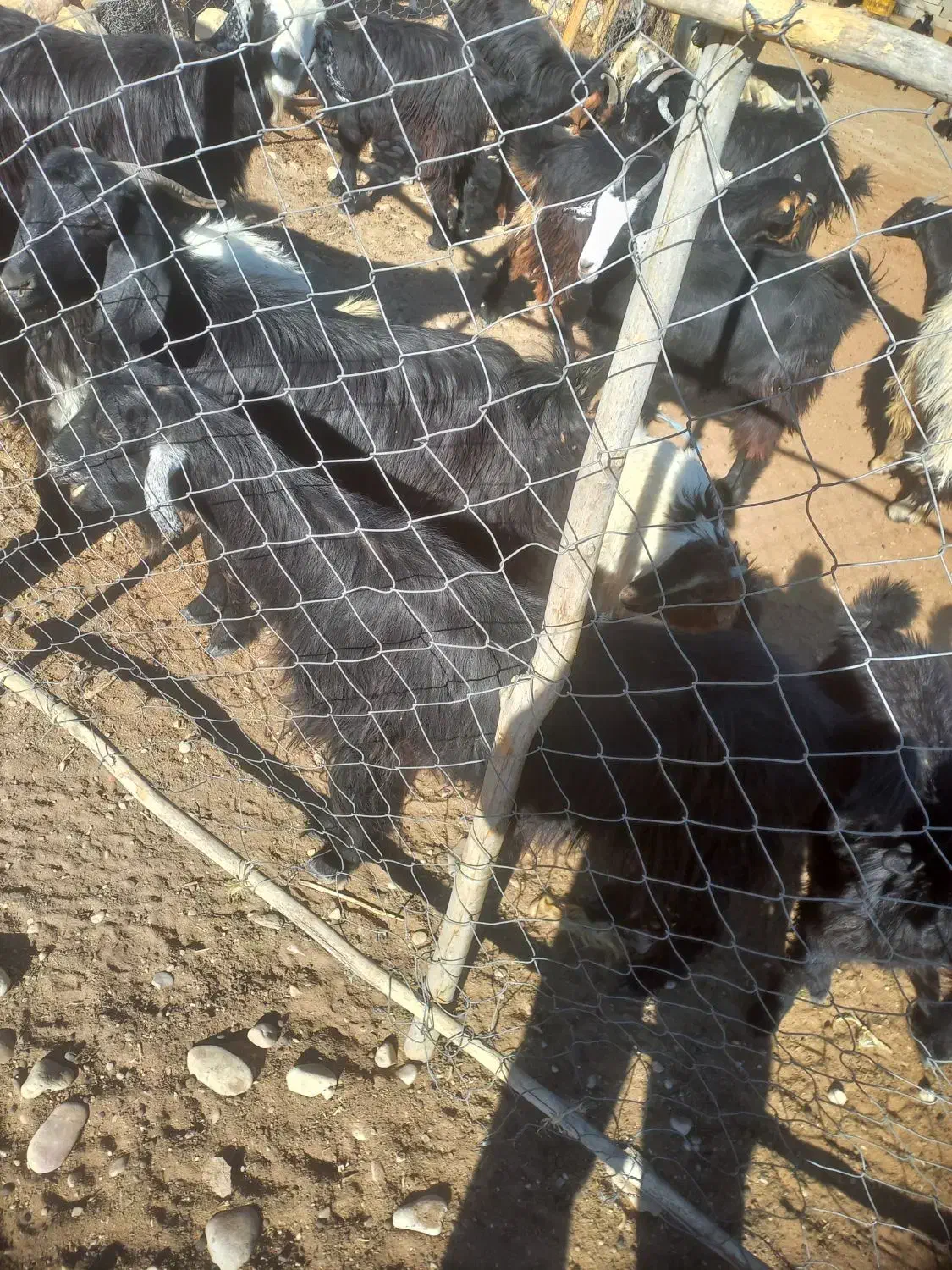 حیوان بز|حیوانات مزرعه|دشمن زیاری, |دیوار