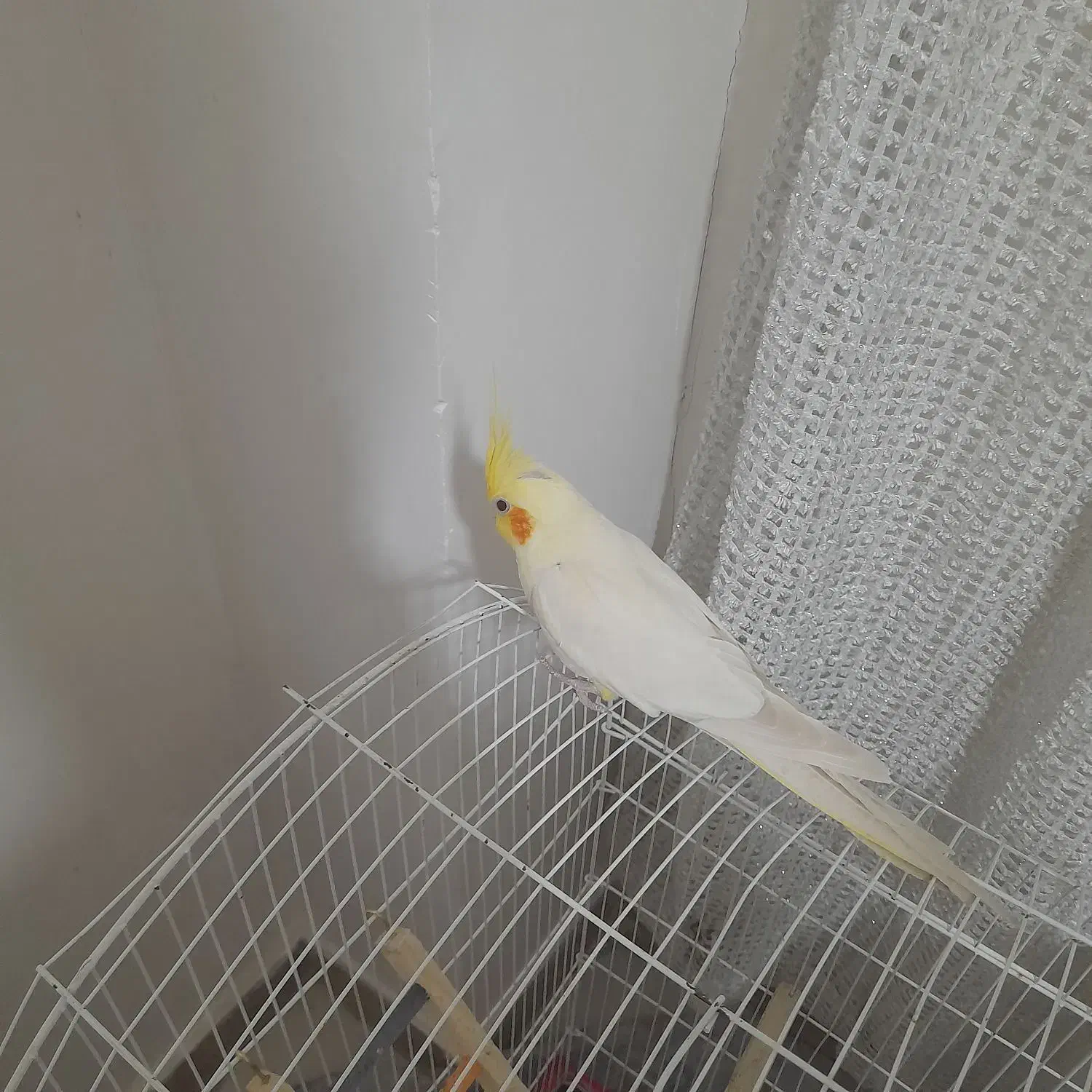 عروس هلندی نر|پرنده|رشت, گیل|دیوار