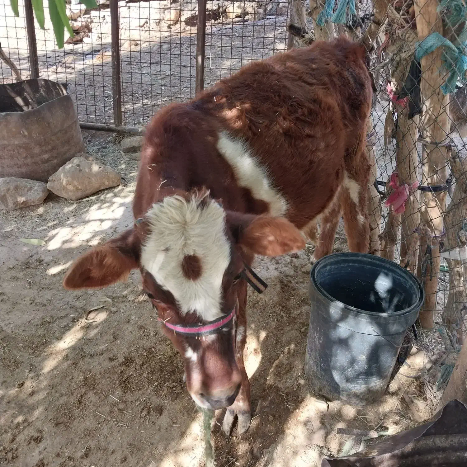 یک عددگوساله ماده|حیوانات مزرعه|دره شهر, |دیوار