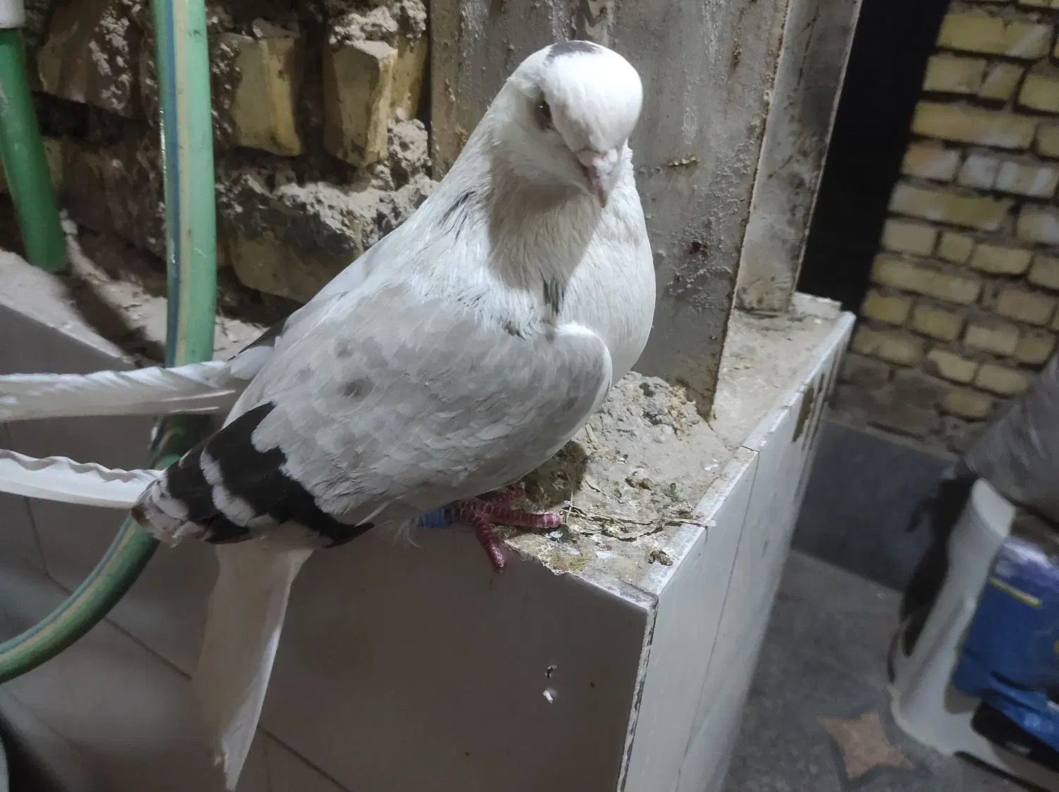 ماده دوکت سبز|پرنده|بندر امام خمینی, |دیوار