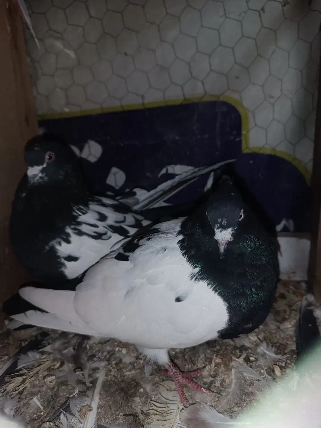 قارنی قره|پرنده|اردبیل, |دیوار