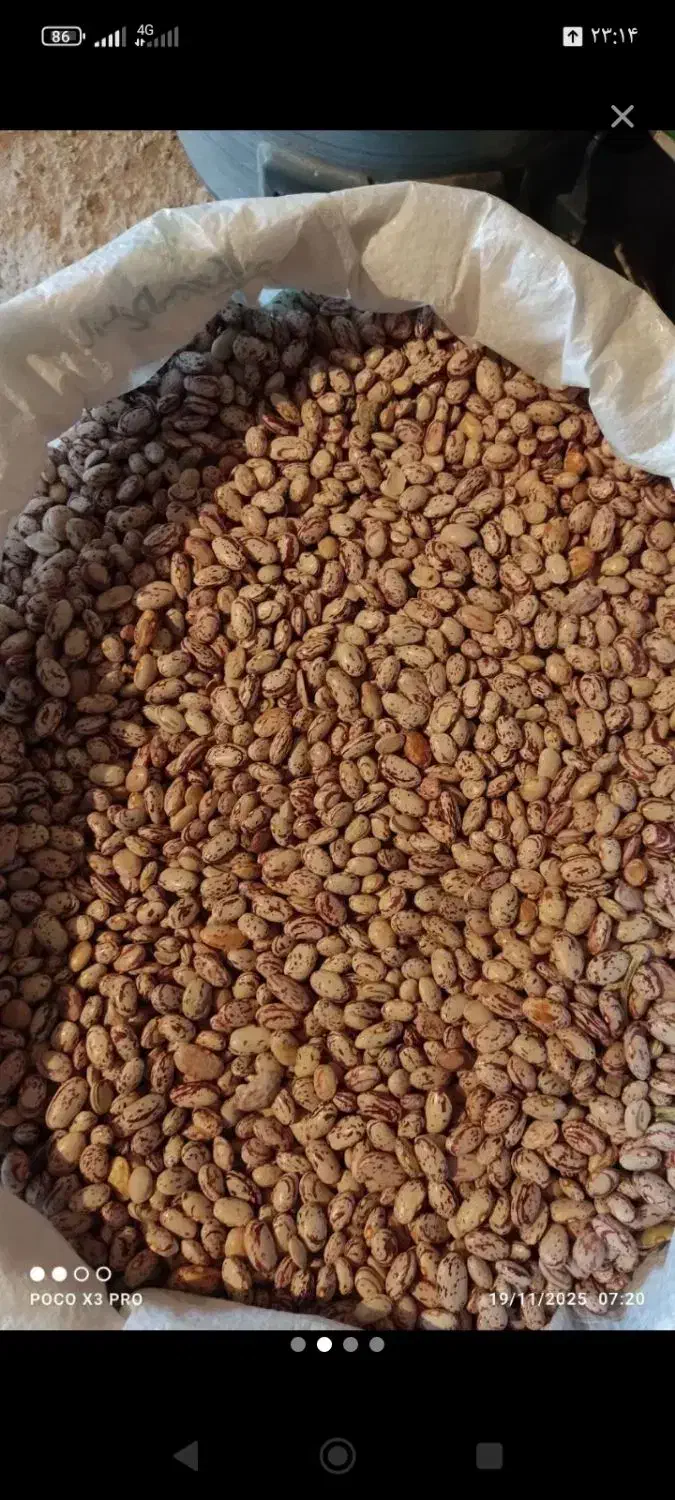 لوبیا چیتی ۳۰۰ هزار|حراج|اسدآباد, |دیوار