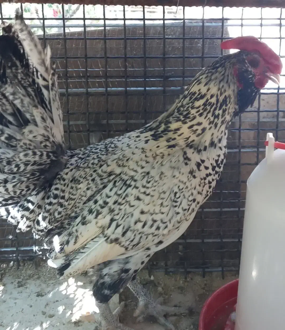 فروش مرغ و خروس|حیوانات مزرعه|کرمان, |دیوار