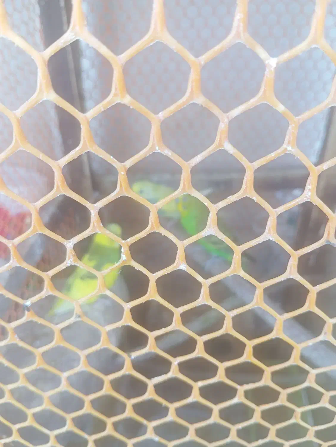 مرغ عشق|پرنده|تربتحیدریه, شهرک ولیعصر|دیوار