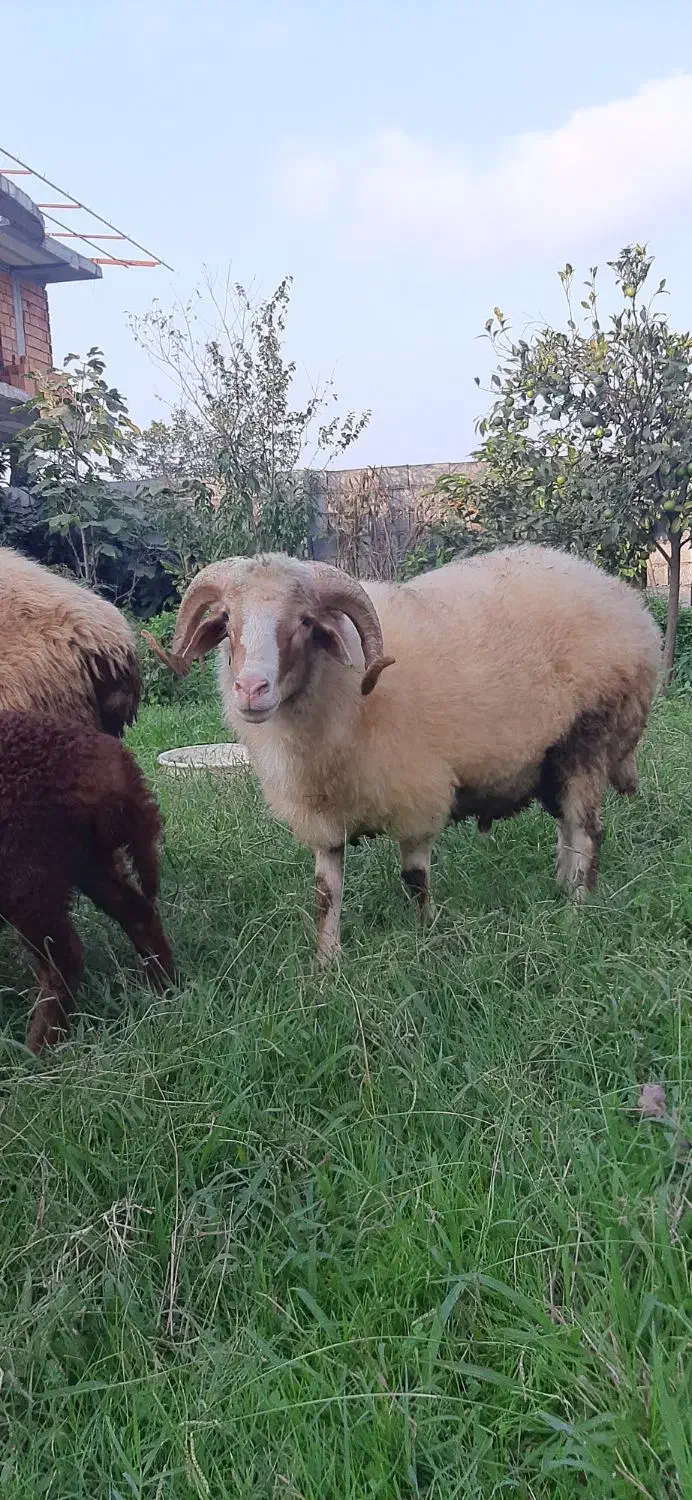 بره نر گوشتی|حیوانات مزرعه|نوشهر, |دیوار