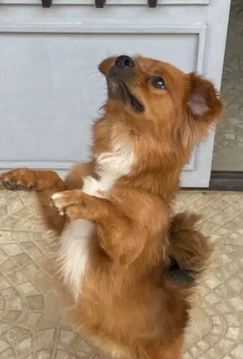 سگ پا کوتاه|سگ|مرند, |دیوار