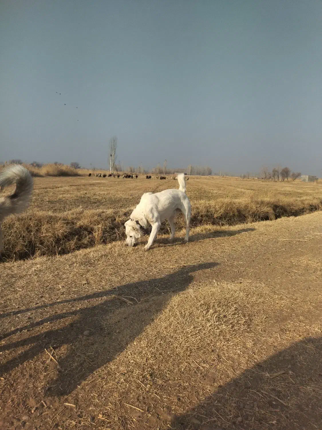 سگ گمشده|حیوانات|خوی, |دیوار