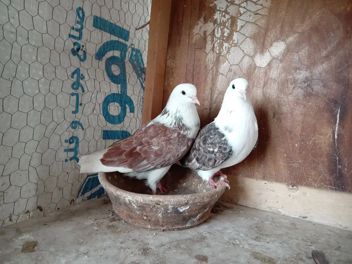 کفتر پرشی|پرنده|رشت, عینک|دیوار