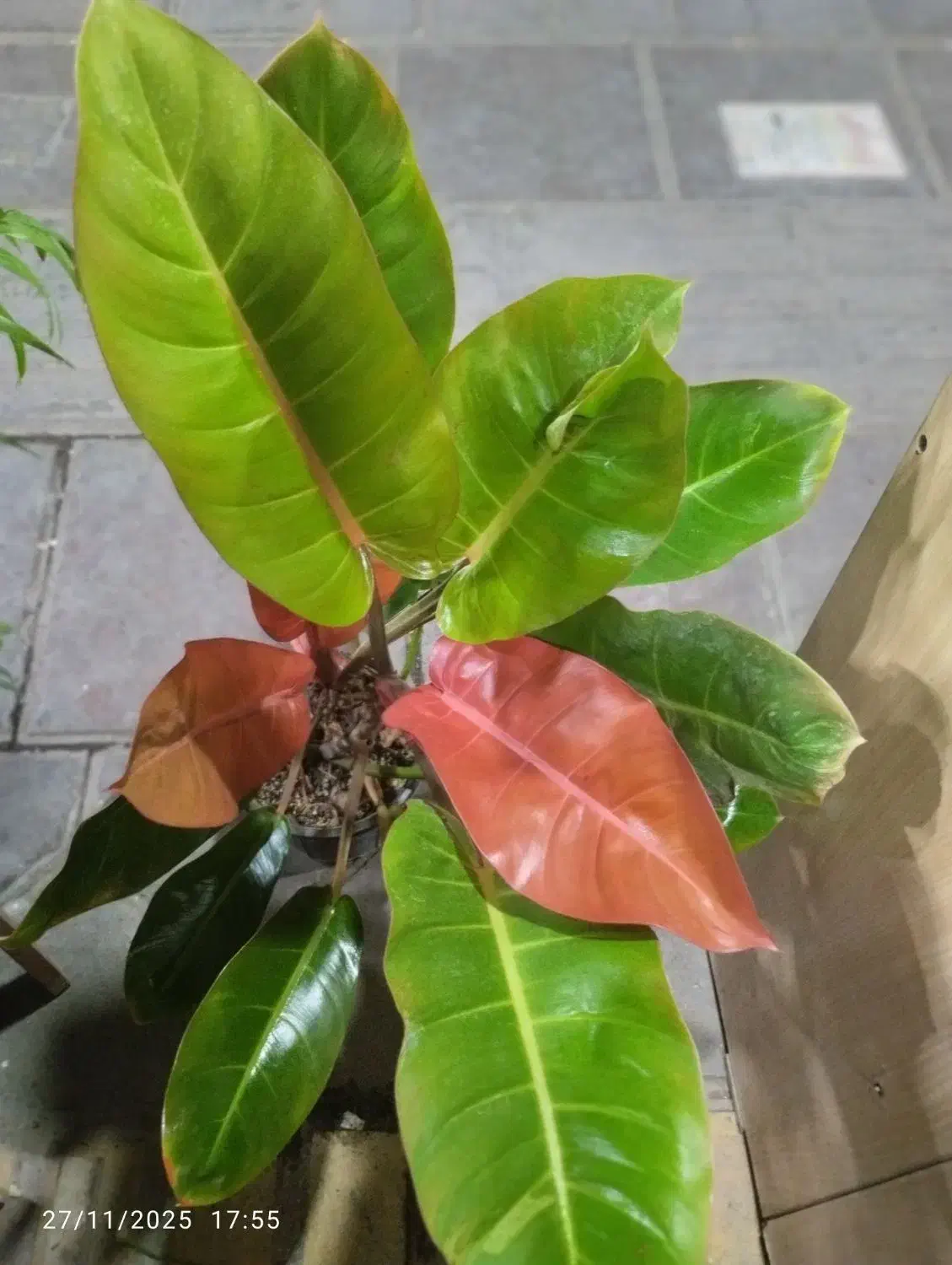 گل‌های آپارتمانی|گل و گیاه طبیعی|تهران, هاشمی|دیوار