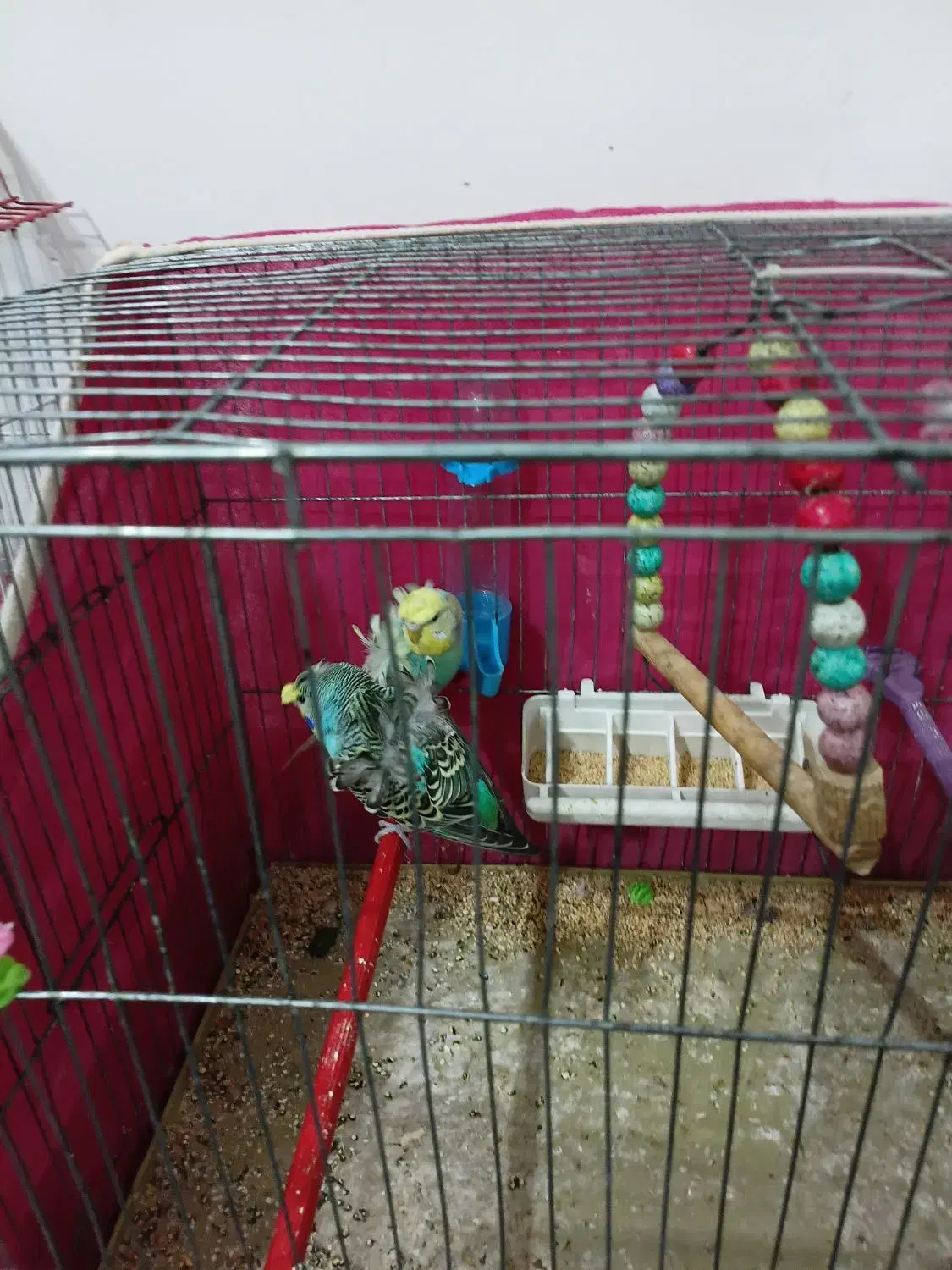 مرغ عشق پروانه ای معاوضه|پرنده|اهواز, سپیدار|دیوار