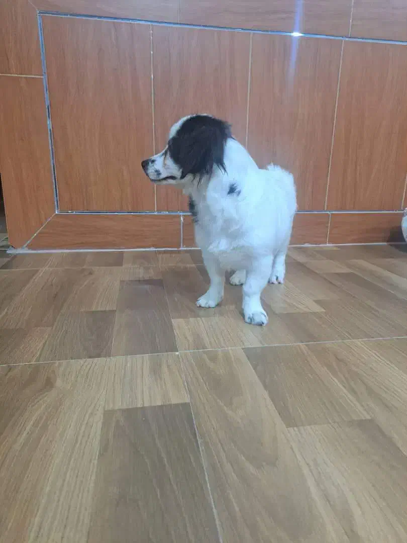 ایم سگ دیروز درعلی اباد گچی گم شده یانده مژدگانی|سگ|شهرضا, |دیوار