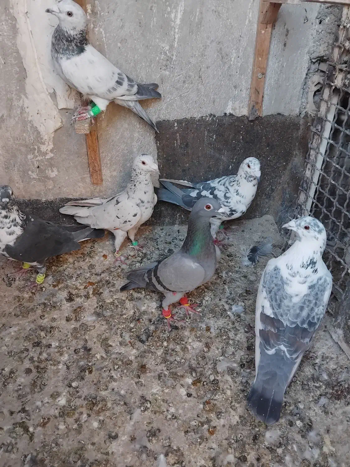 کبوتر المانی کرمونی|پرنده|مشهد, سجادیه|دیوار