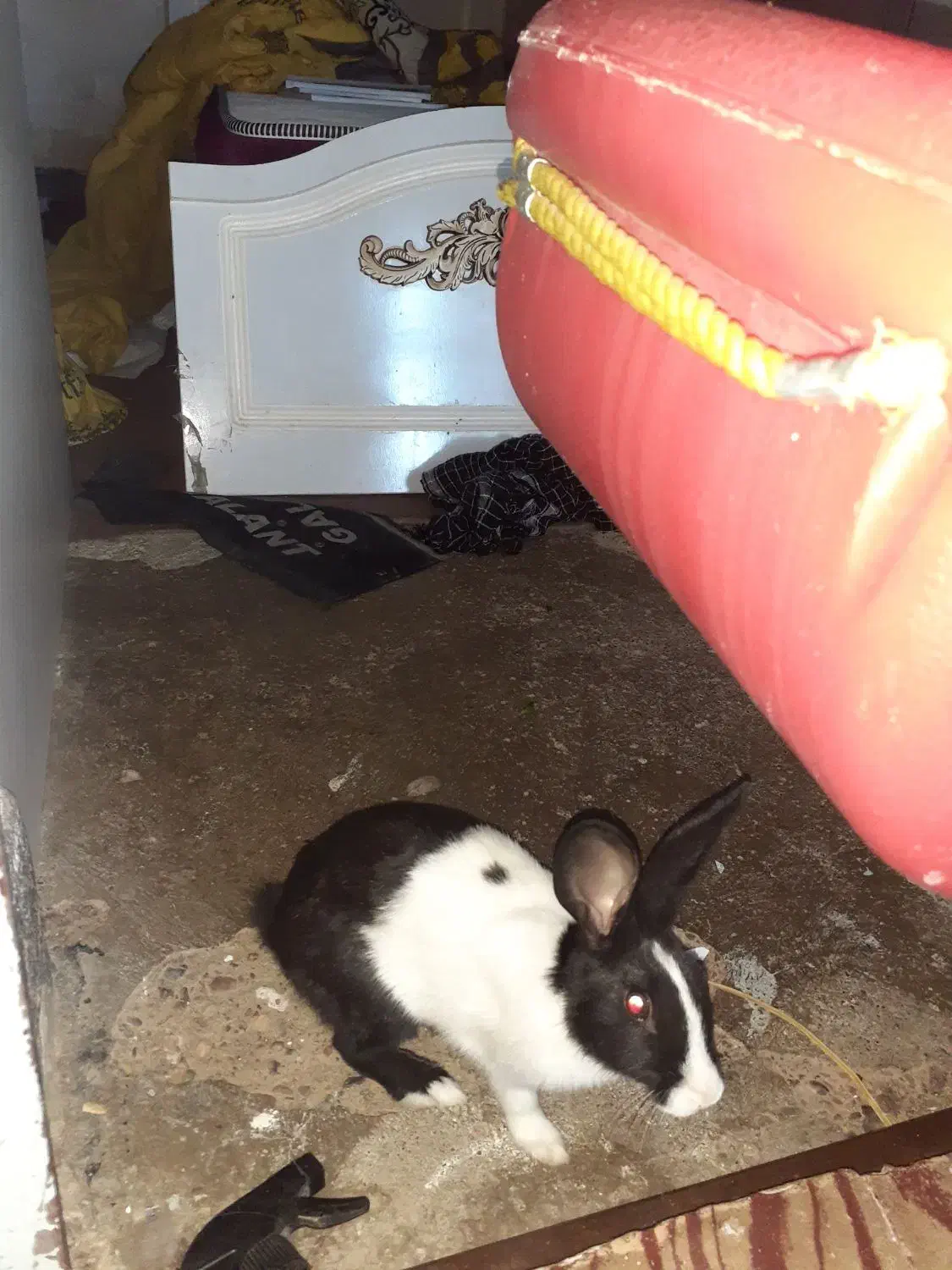 خرگوش سرحال|موش و خرگوش|فسا, |دیوار