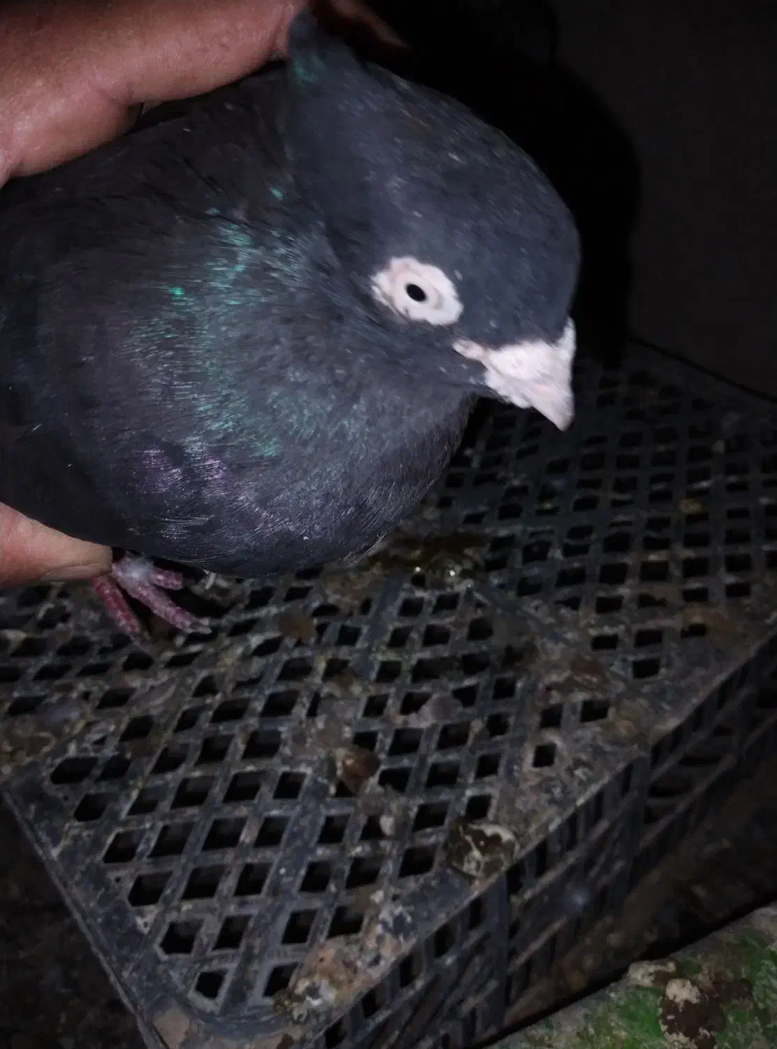 فروش کفتر زاغ|پرنده|ریگان, |دیوار