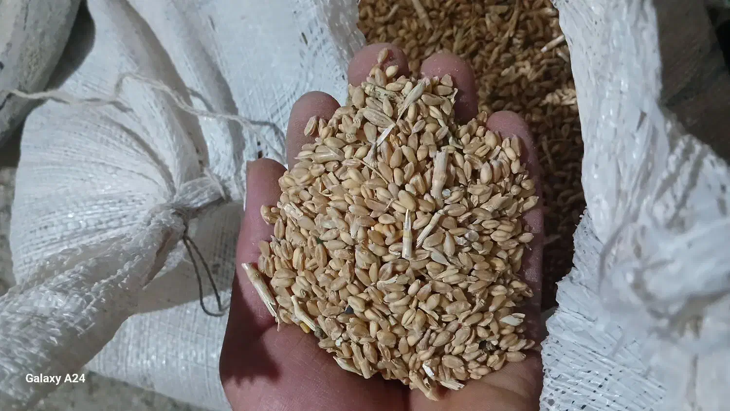 گندم|گل و گیاه طبیعی|بروجن, |دیوار