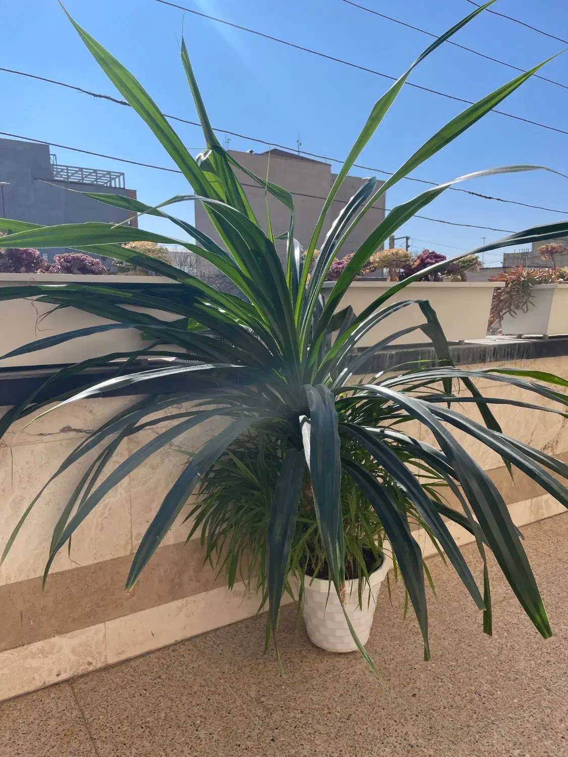 گل پاندانوس بزرگ|گل و گیاه طبیعی|شهرکرد, |دیوار