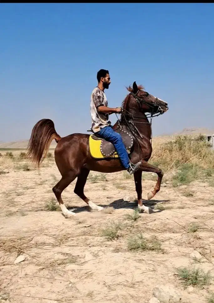 مادیان سواری دار جنگی همراه با کره هردو شجره قوی|اسب و تجهیزات اسبسواری|شیراز, گویم|دیوار