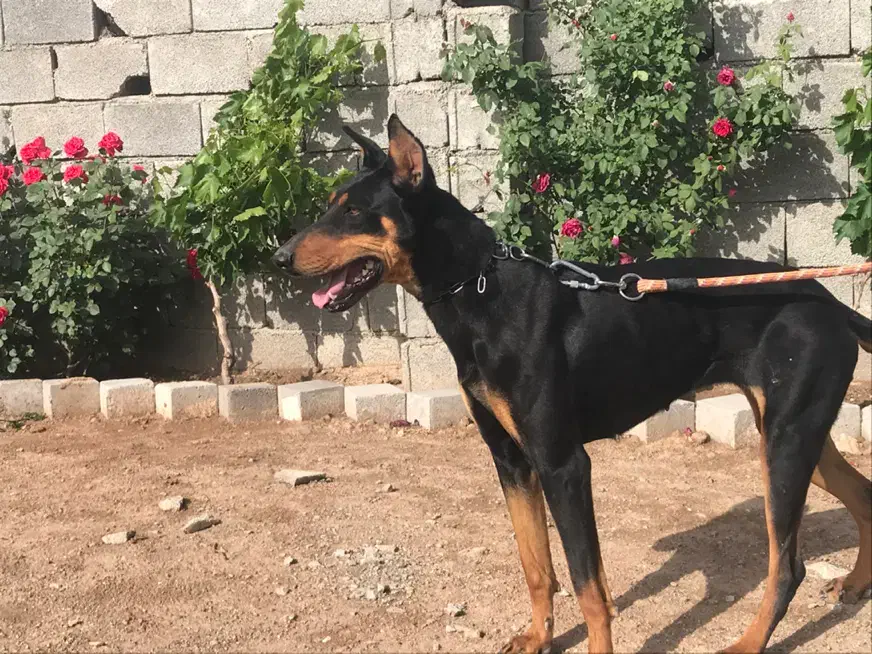 دوبرمن ماده نژاد عالی|سگ|کرمانشاه, |دیوار