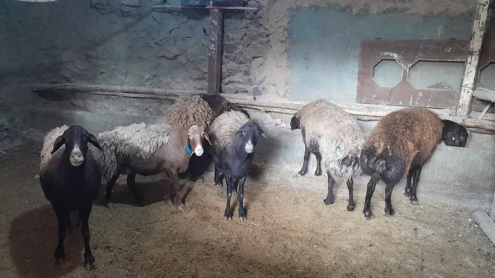 سلام گوسفندهتروبابره ماده هترو|حیوانات مزرعه|سبزوار, کراب|دیوار