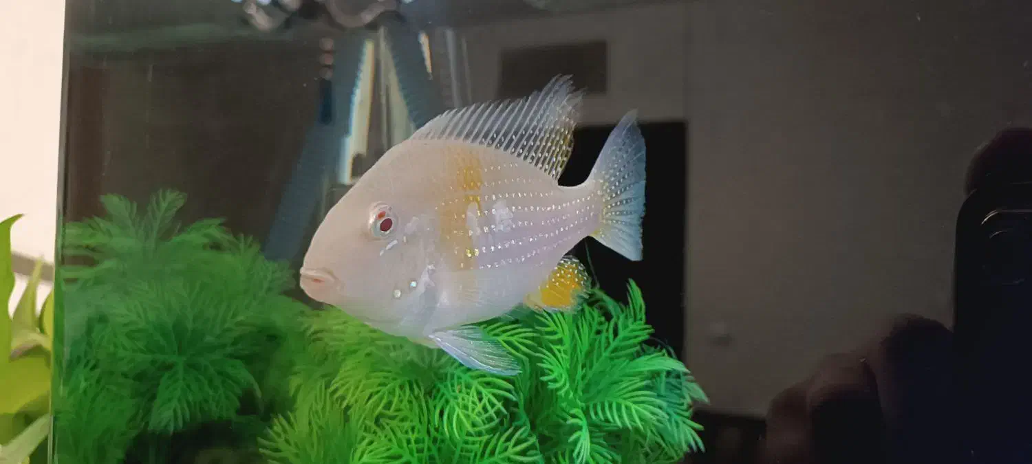 هکلی البینو مولد|ماهی|صدرا-فارس, فاز ۲|دیوار