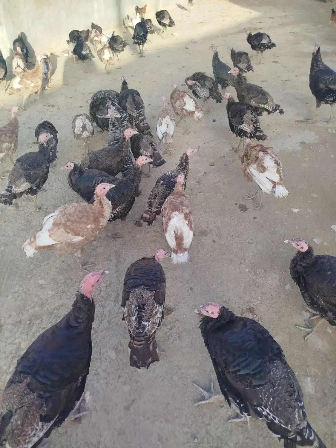 بوقلمون|حیوانات مزرعه|کنگاور, |دیوار