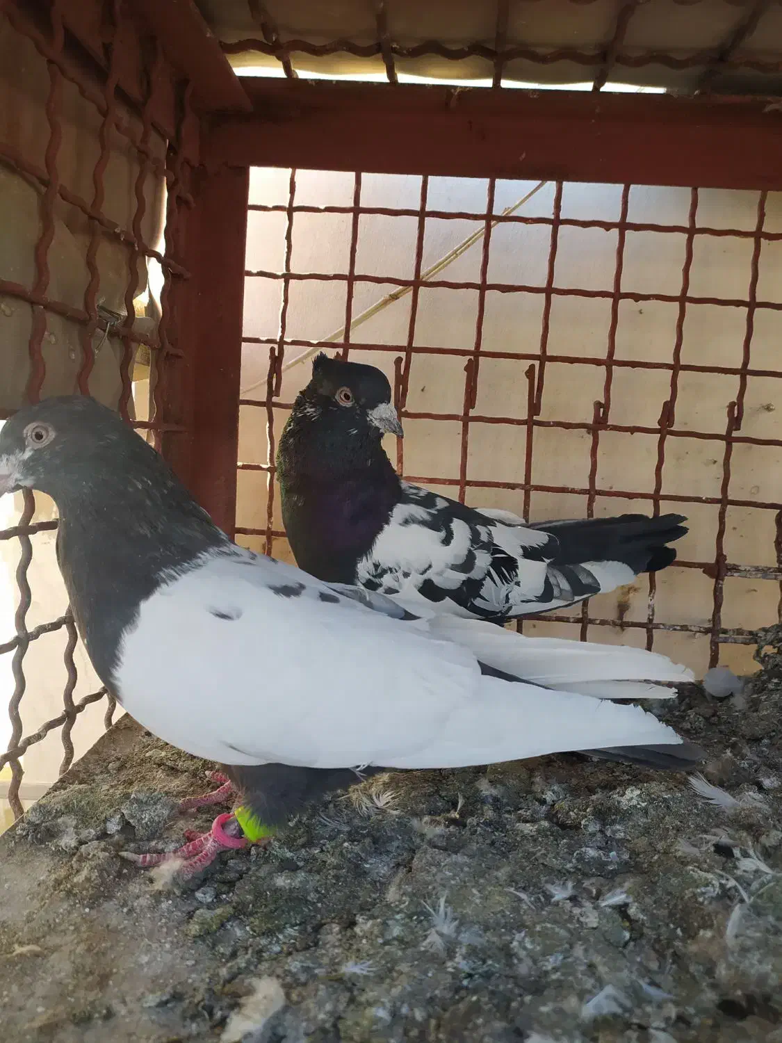 کفتر رنگه|پرنده|مشهد, گوهرشاد|دیوار