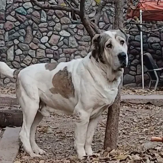 سگ نگهبان روسی درشت سنگین وزن 1 ساله قد 90|سگ|کرج, شهرک بیدارچشمه|دیوار