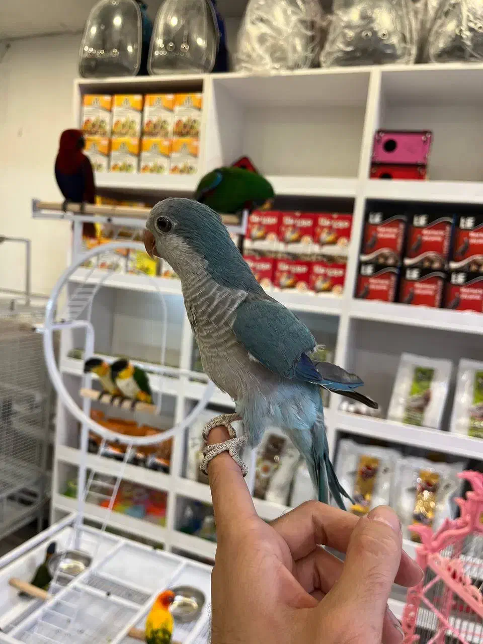 طوطی راهب سخنگو|پرنده|آمل, |دیوار