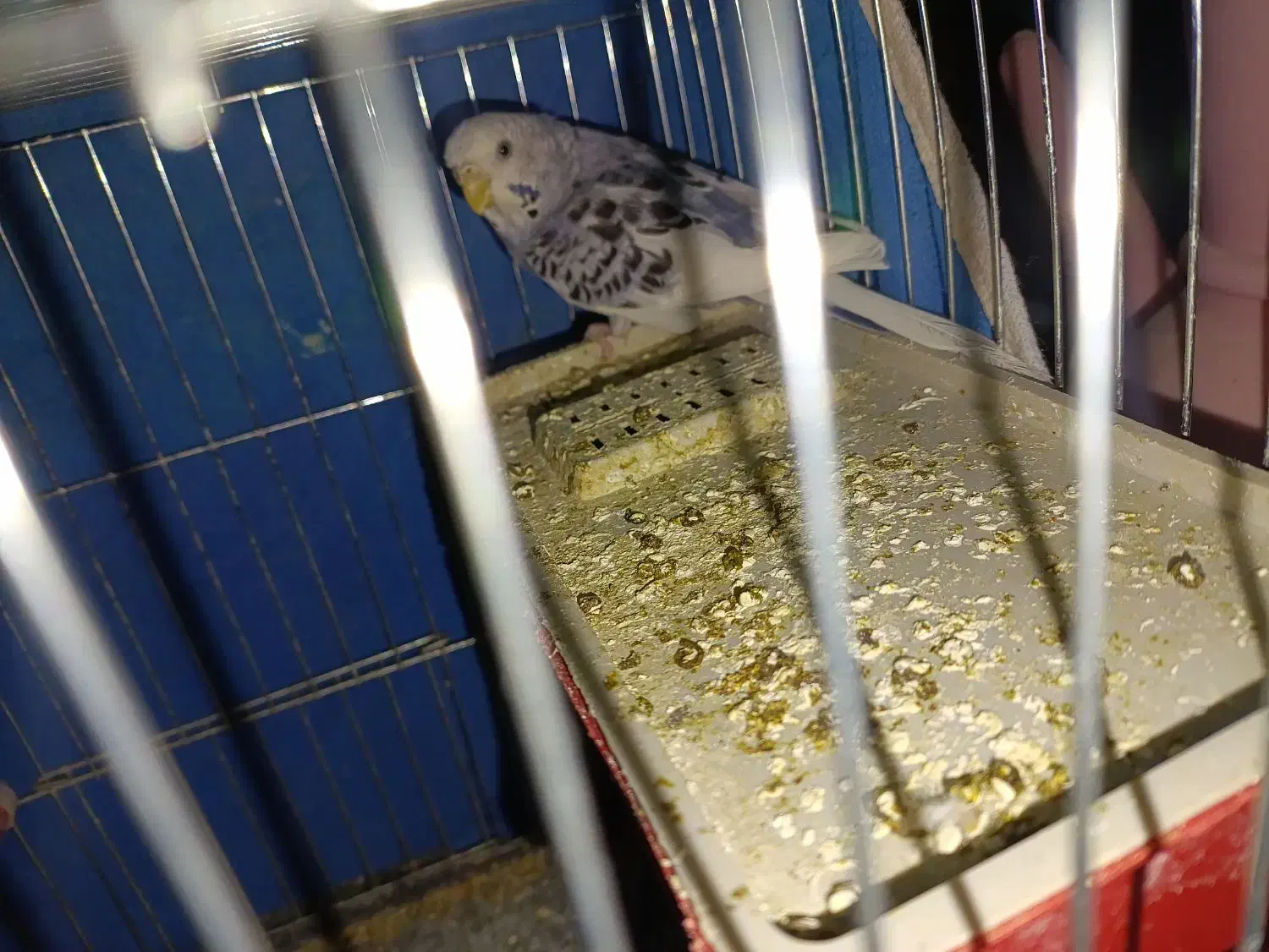 مرغ عشق|پرنده|میاندوآب, |دیوار