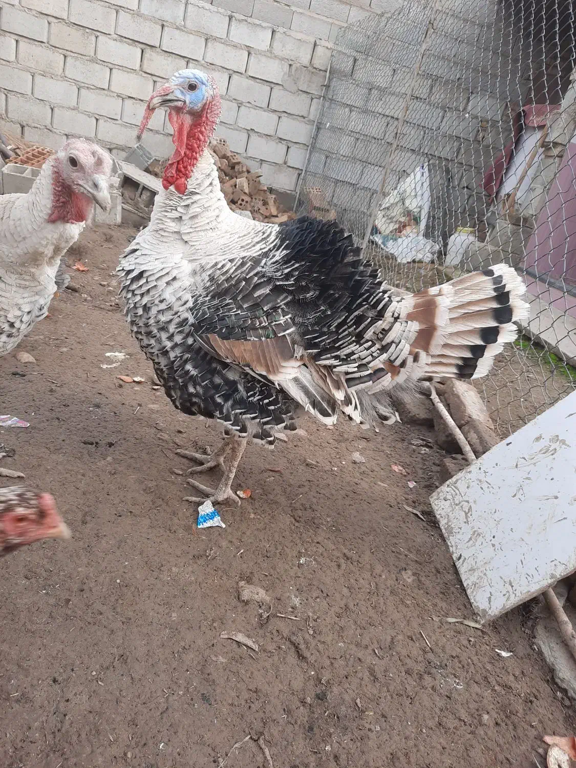 بوقلمون نر و ماده|حیوانات مزرعه|گنبد کاووس, |دیوار