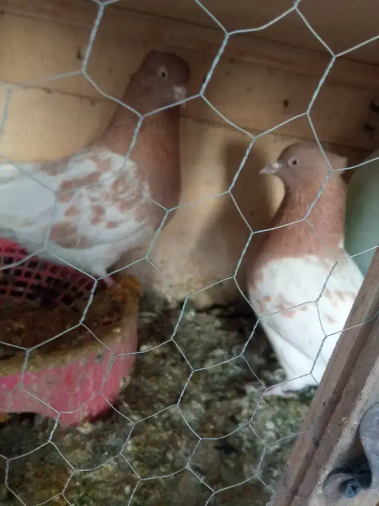 جفت کله زرد فروشی|پرنده|آباده, |دیوار