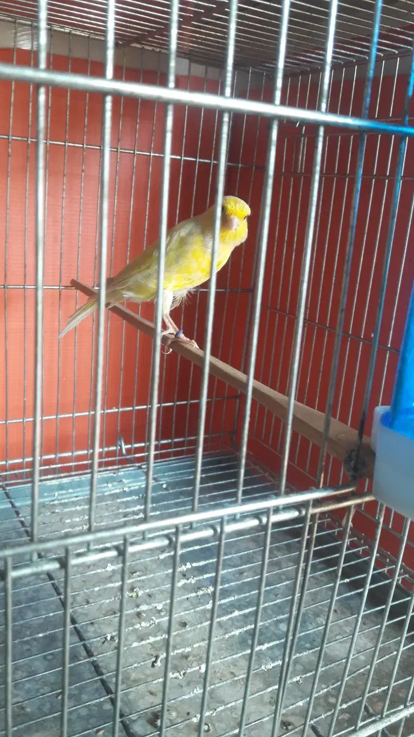 قناری ماده|پرنده|شهرضا, |دیوار