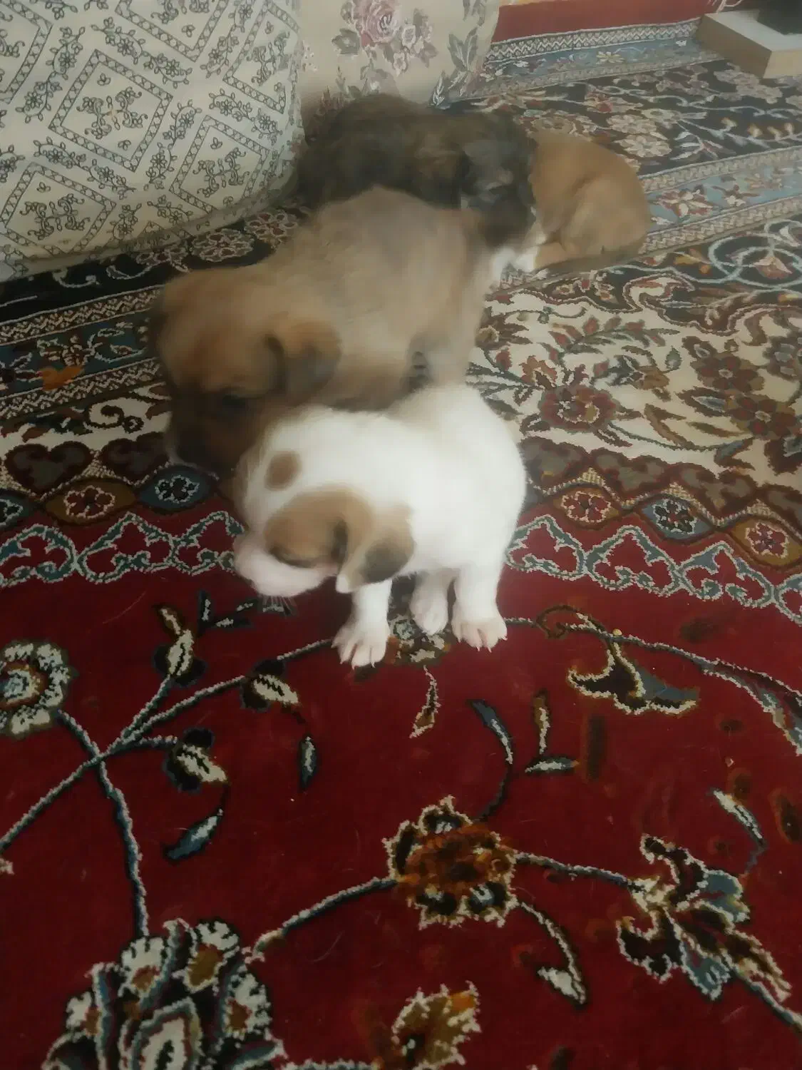 سگ پاکوتاه  از نژاد راسل تریر ورت تریر|سگ|دورود, |دیوار