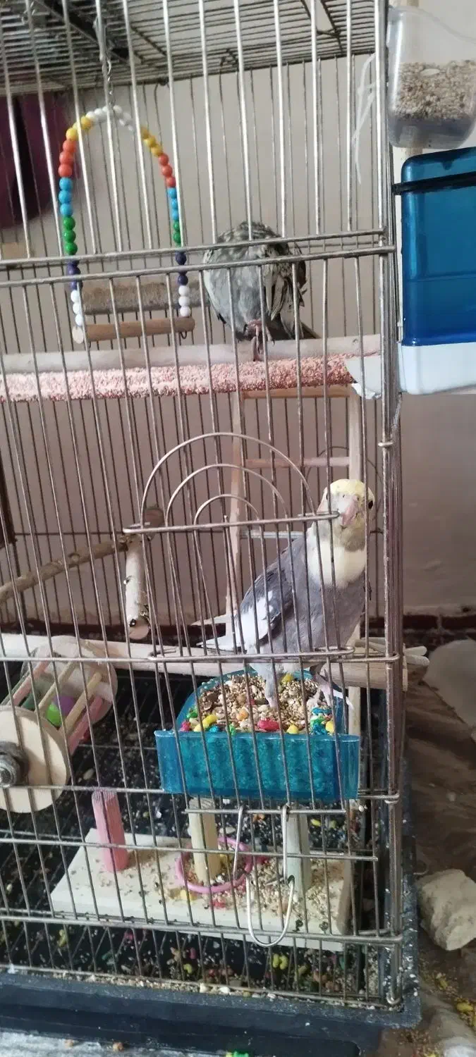 یک جفت عروس هلندی سالم وخوشکل|پرنده|زاویه, |دیوار