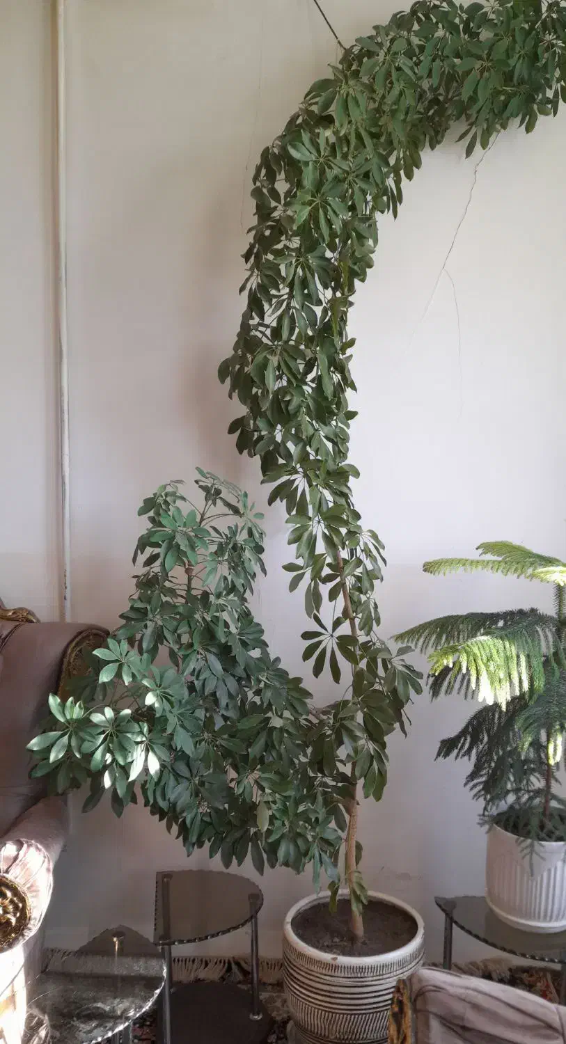 گل طبیعی|گل و گیاه طبیعی|چناران, |دیوار